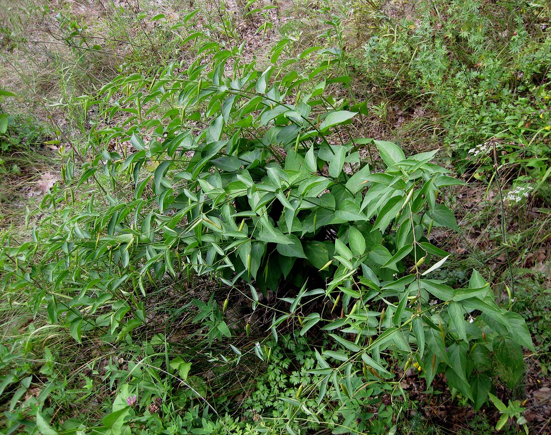 Image of Vincetoxicum hirundinaria specimen.