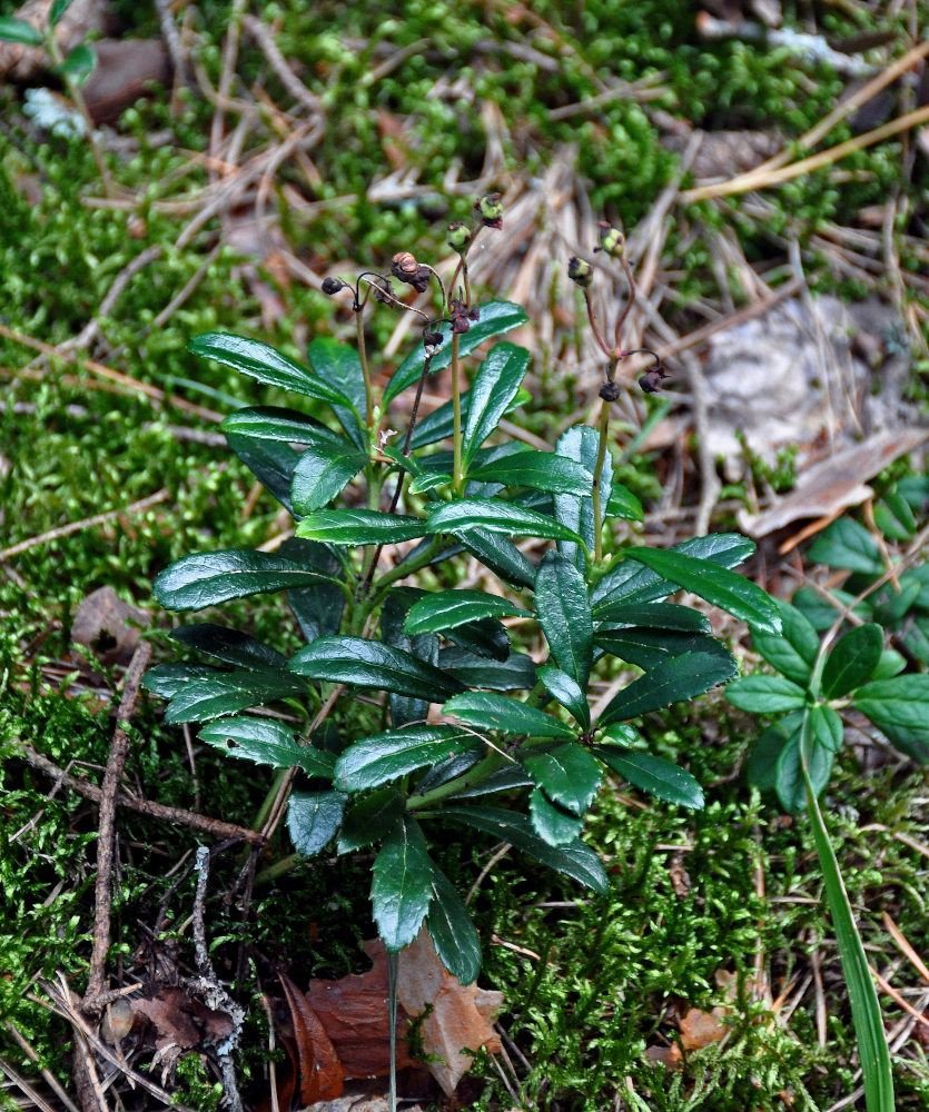 Image of Chimaphila umbellata specimen.