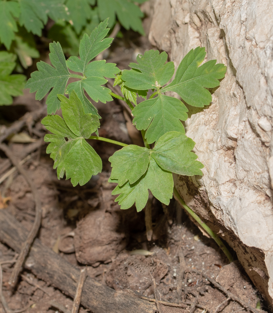 Изображение особи Cardiospermum halicacabum.