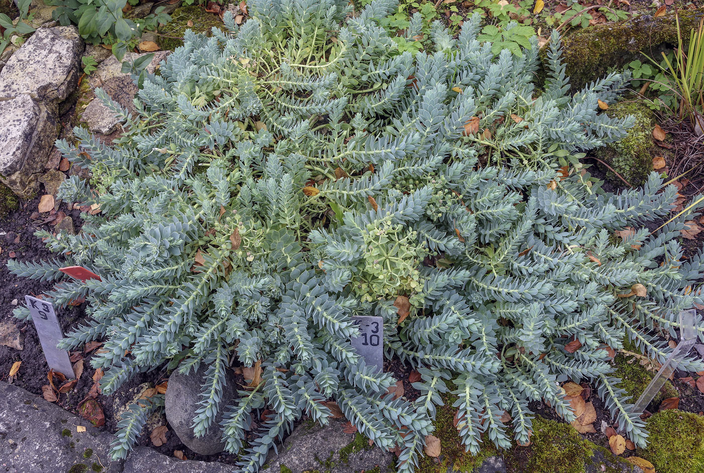 Image of Euphorbia myrsinites specimen.