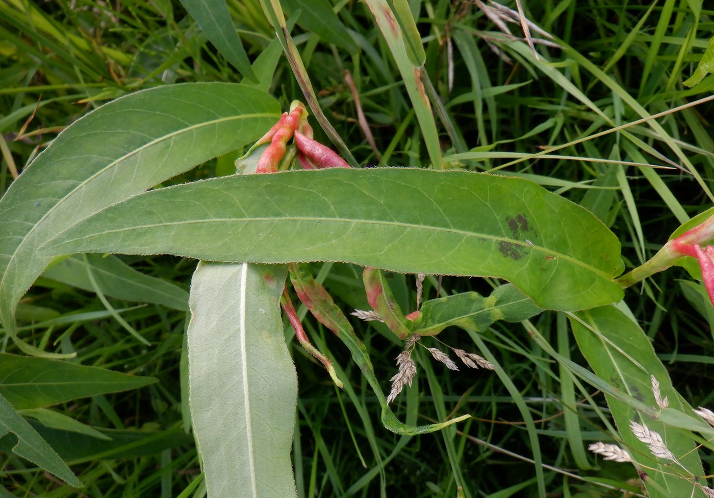 Image of Persicaria amphibia specimen.