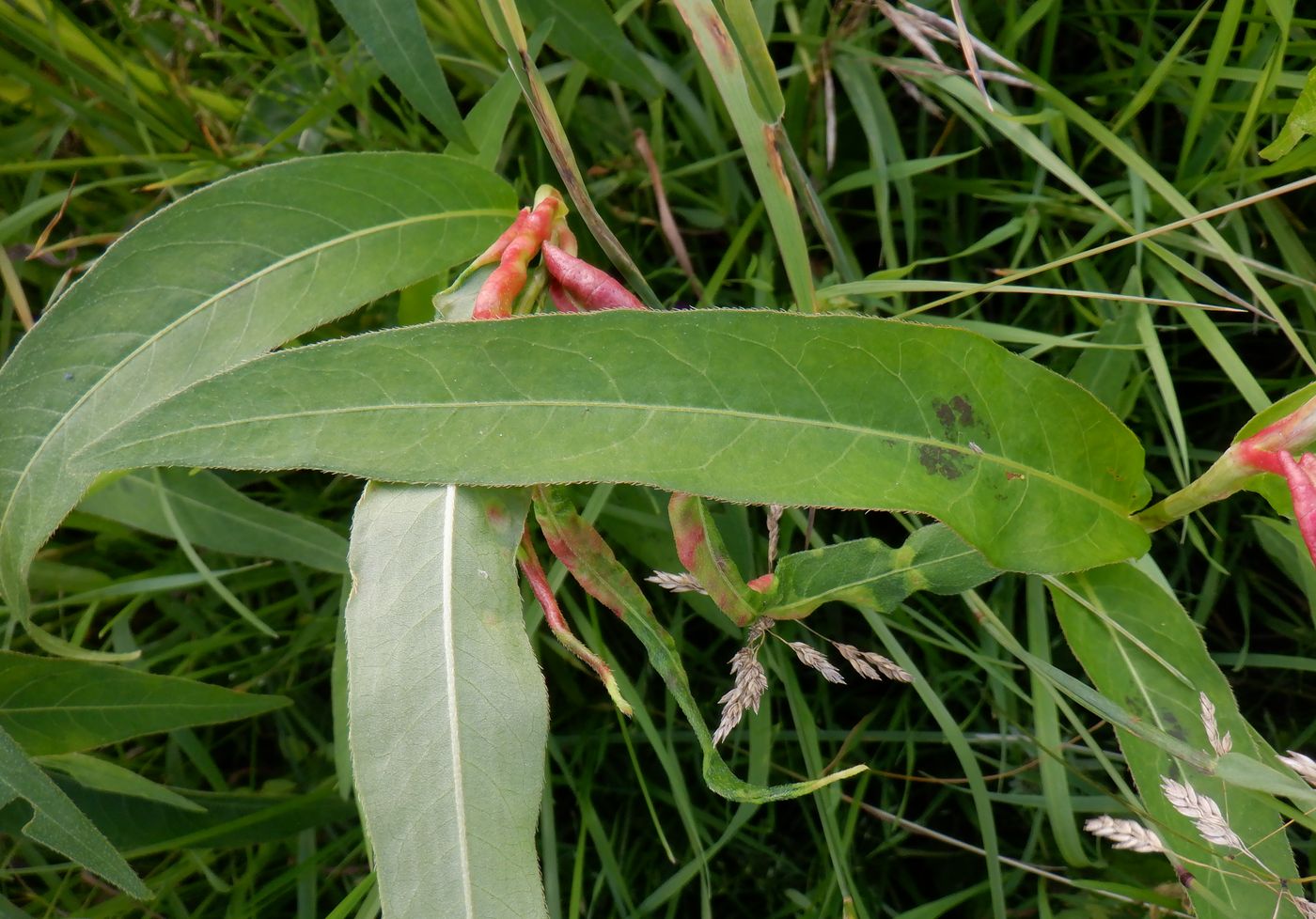 Изображение особи Persicaria amphibia.