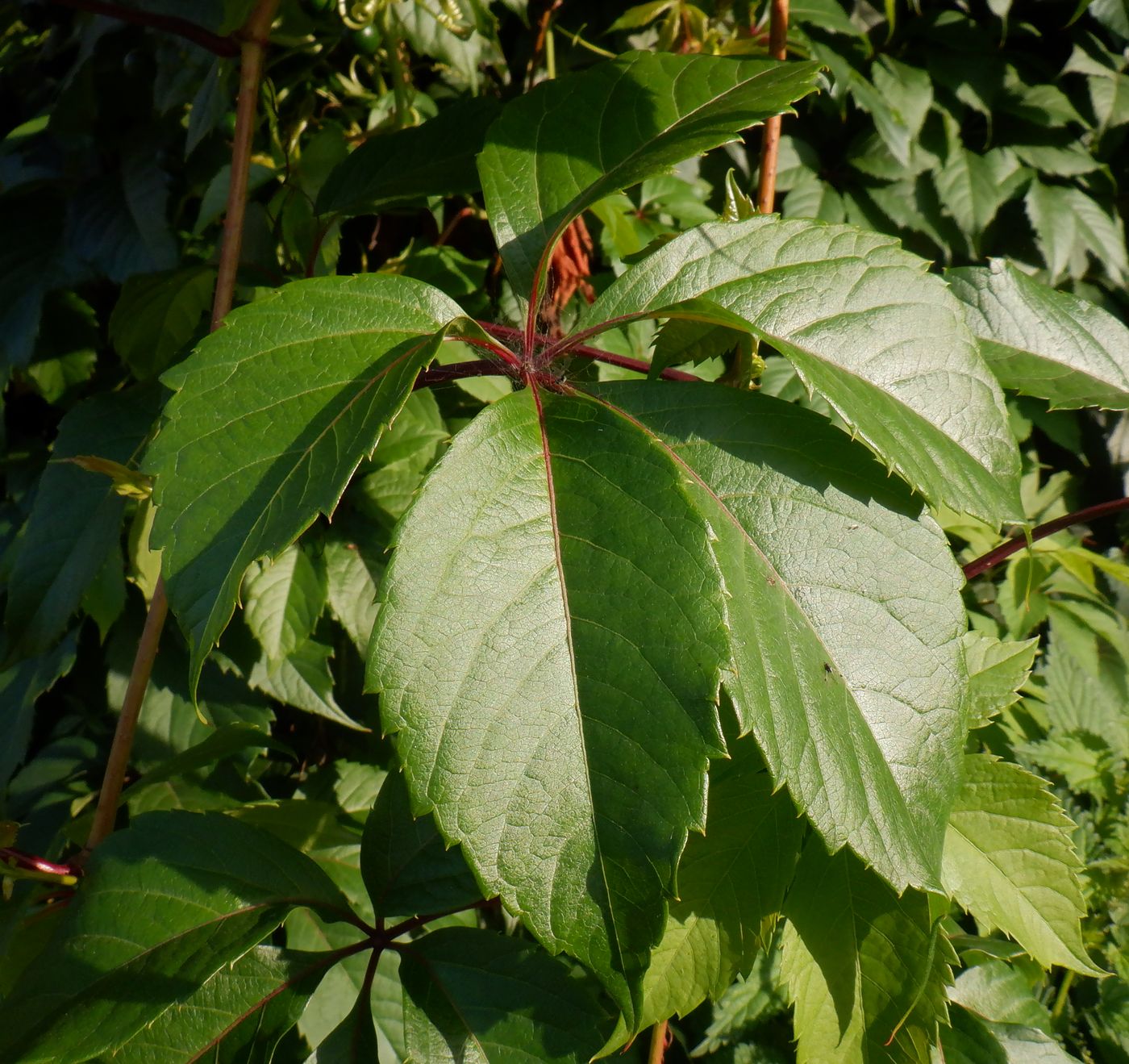 Image of Parthenocissus inserta specimen.