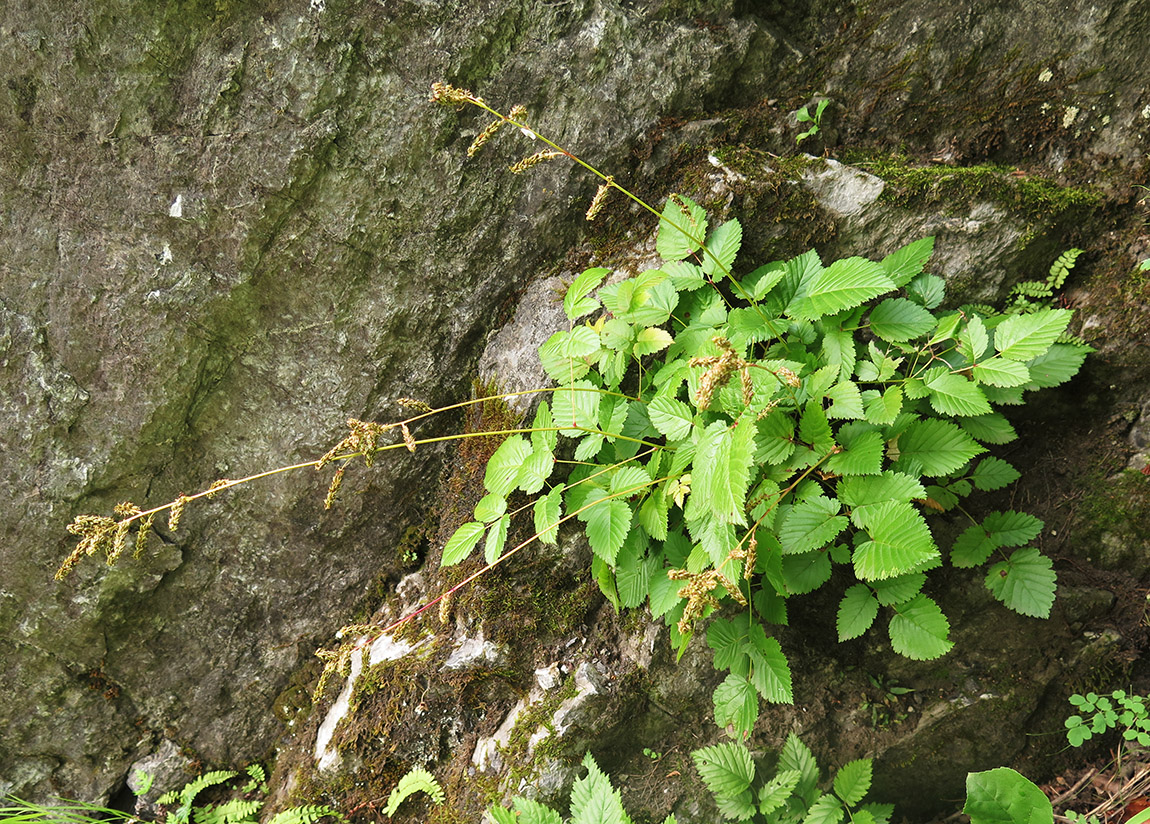 Изображение особи Aruncus parvulus.