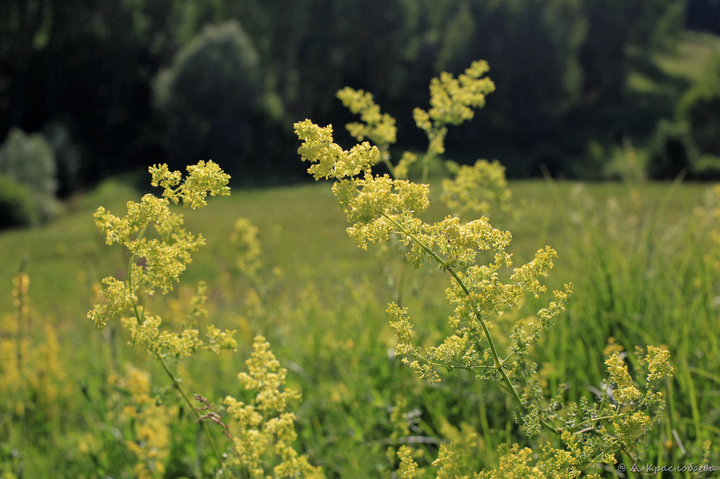 Изображение особи Galium verum.