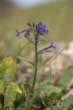 Anchusa stylosa