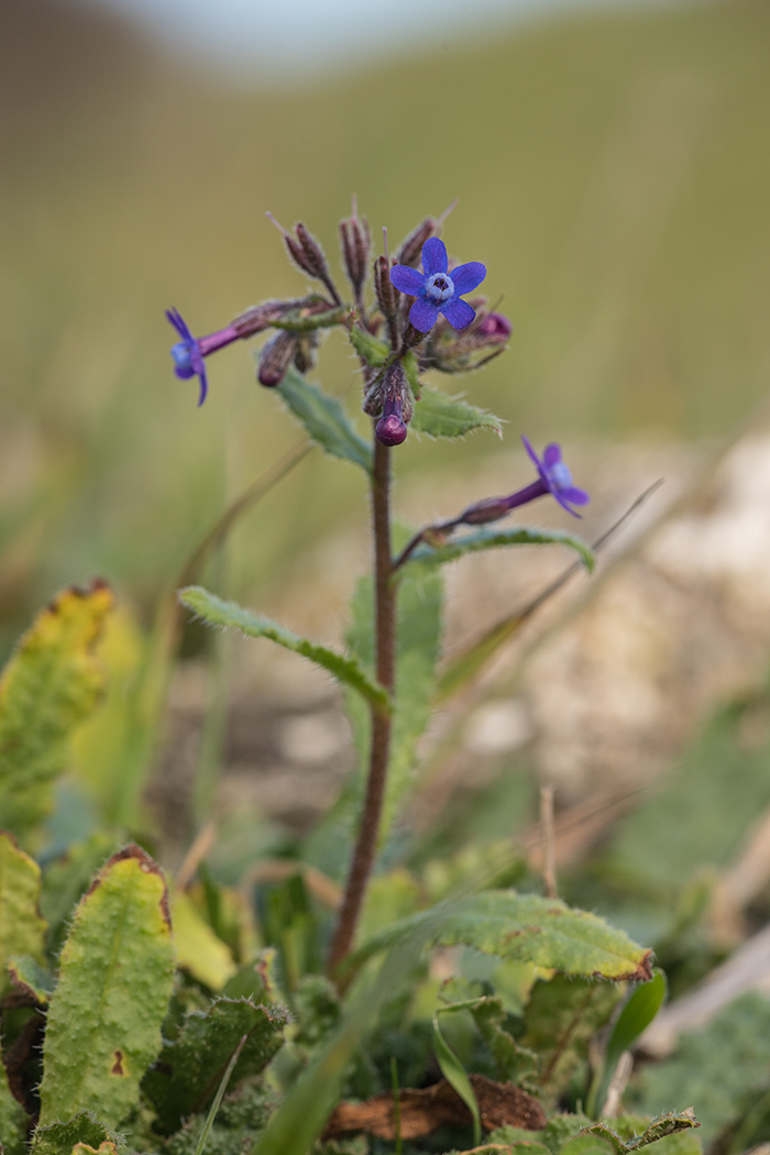 Изображение особи Anchusa stylosa.