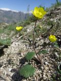 Ranunculus czimganicus. Цветущее растение на мелкощебнистом склоне. Таджикистан, Гиссарский хребет, бас. р. Варзоб, ущелье р. Кондара, ≈ 1800 м н.у.м. 25.04.2017.