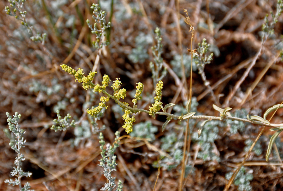 Image of Atriplex cana specimen.