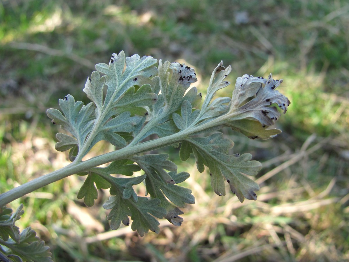 Image of Artemisia absinthium specimen.