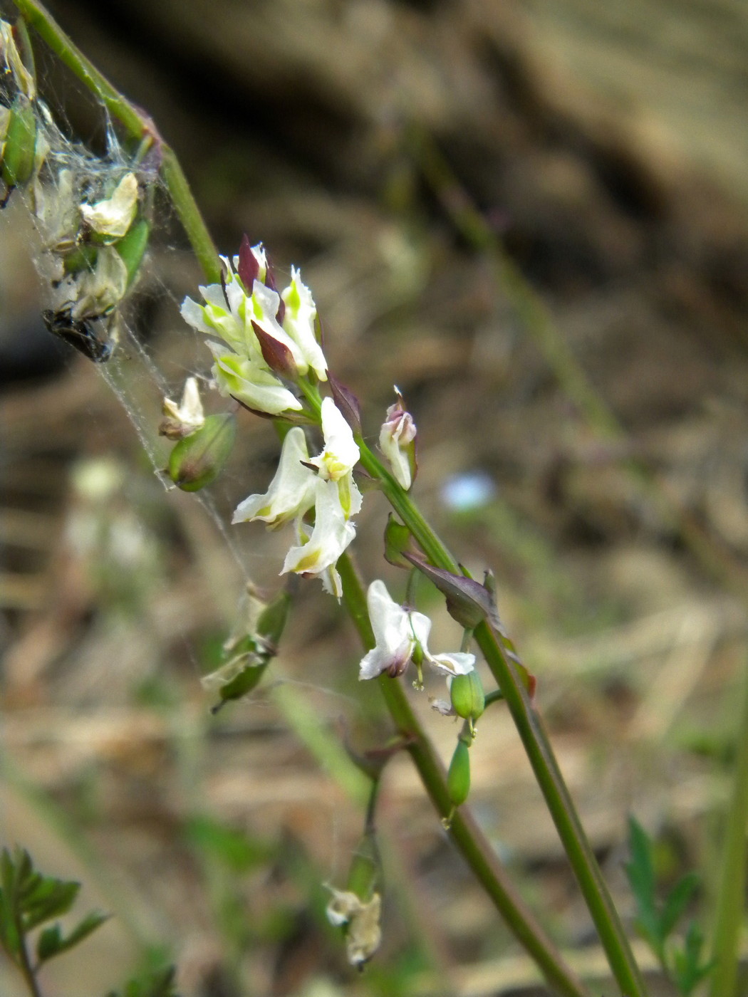 Image of Corydalis sibirica specimen.