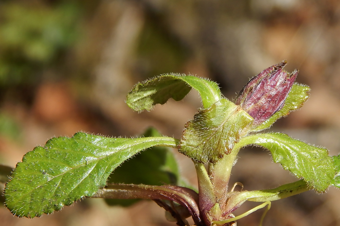 Image of Ajuga reptans specimen.