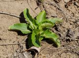 Eryngium planum. Растение в начале вегетации. Челябинская обл., Троицкий р-н, Кособродское сельское поселение, окр. пос. Стрелецк, долина р. Уй, степь, на песке. 1 мая 2021 г.