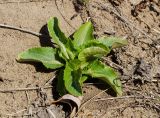 Eryngium planum