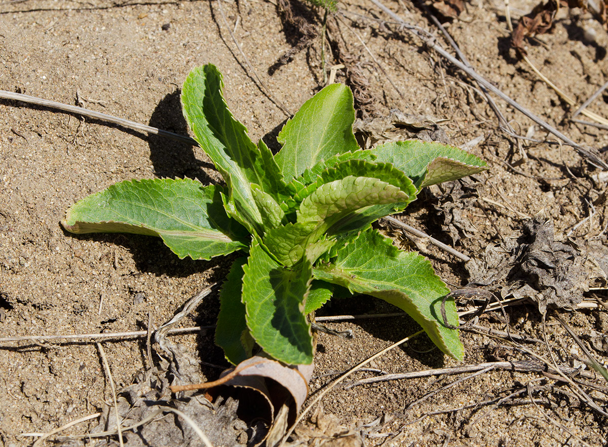 Изображение особи Eryngium planum.