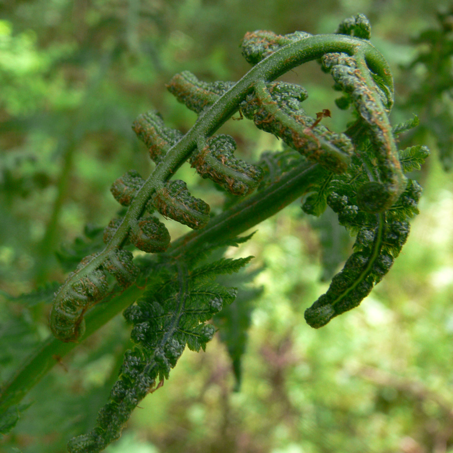 Изображение особи Athyrium filix-femina.