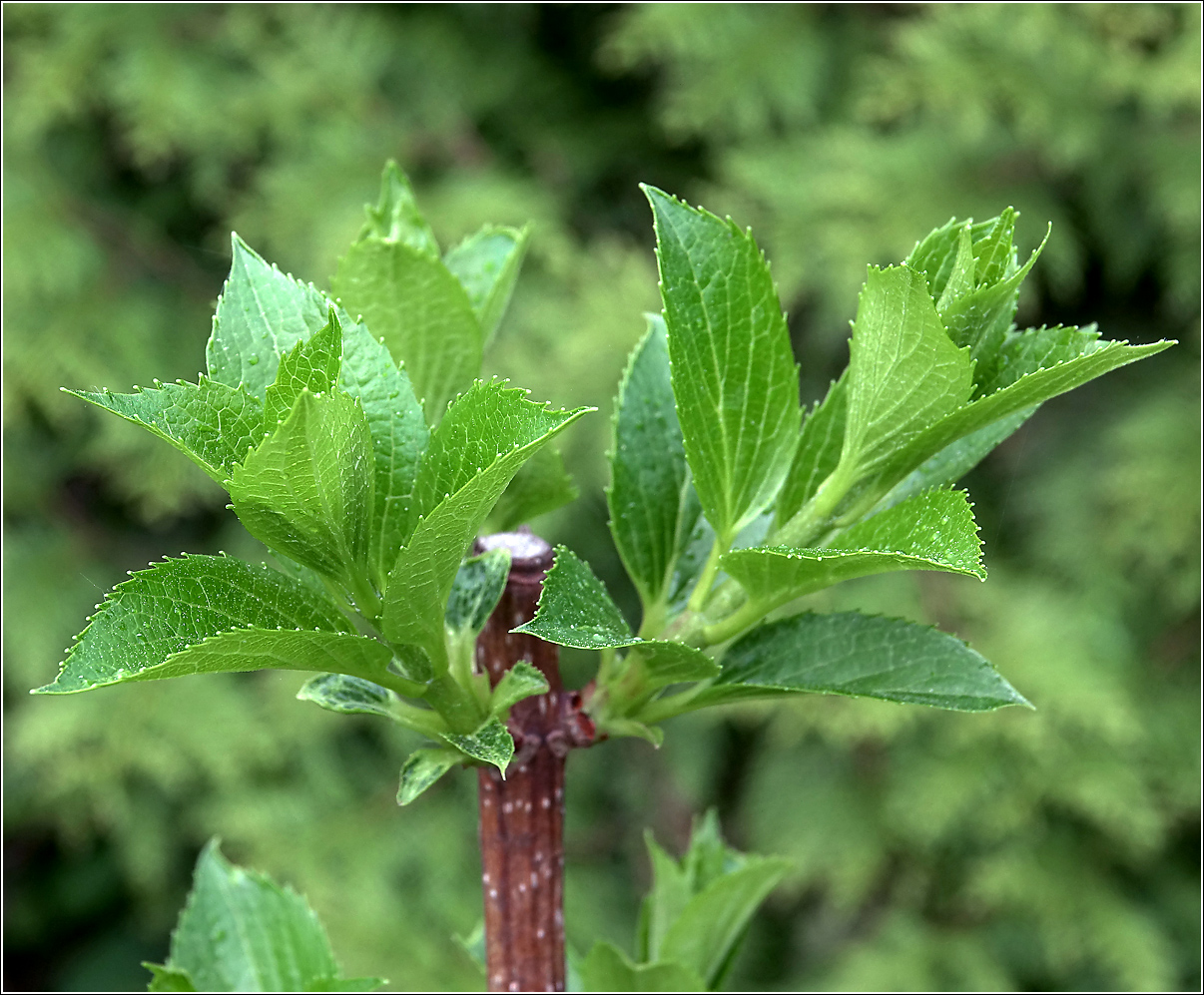 Image of Hydrangea paniculata specimen.