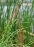 Carex acuta. Верхушка побега с отцветшими соцветиями и соплодиями. Марий Эл, Йошкар-Ола, берег р. Малая Кокшага. 31.05.2021.