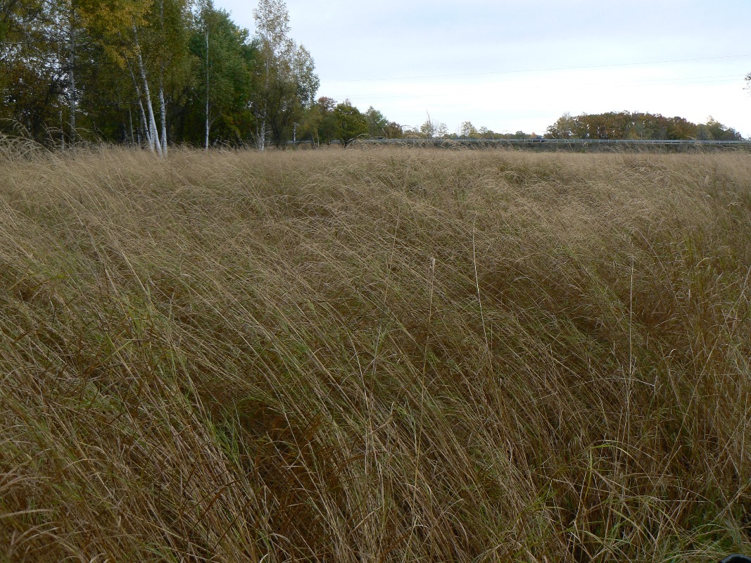 Изображение особи Calamagrostis langsdorffii.