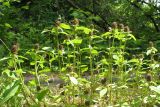 Prunella vulgaris