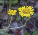 Anthemis tinctoria