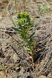 род Euphorbia. Цветущее растение. Челябинская обл., Троицкий р-н, Троицко-Совхозное сельское поселение, окр. пос. Белоключевка, долина р. Уй, каменистый склон прибрежного скальника, степь. 3 мая 2021 г.