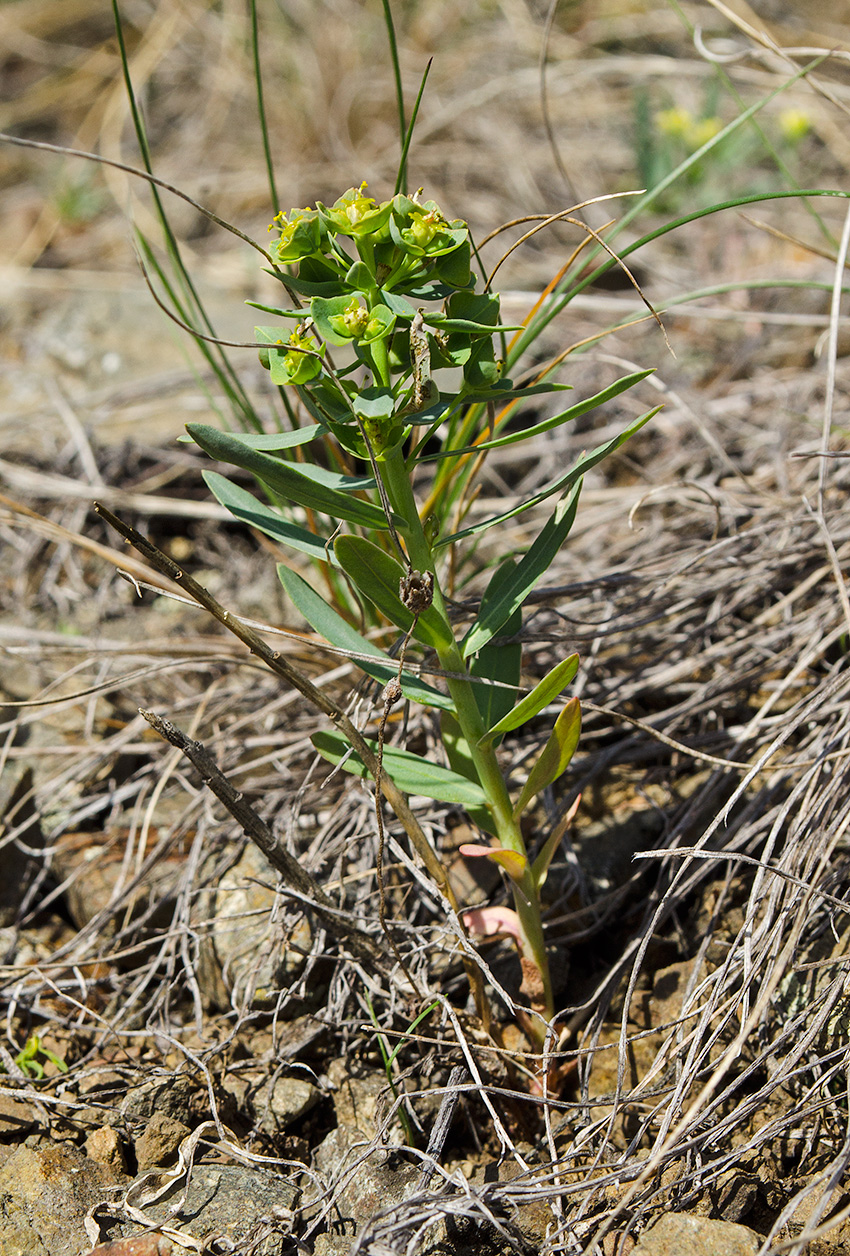 Изображение особи род Euphorbia.