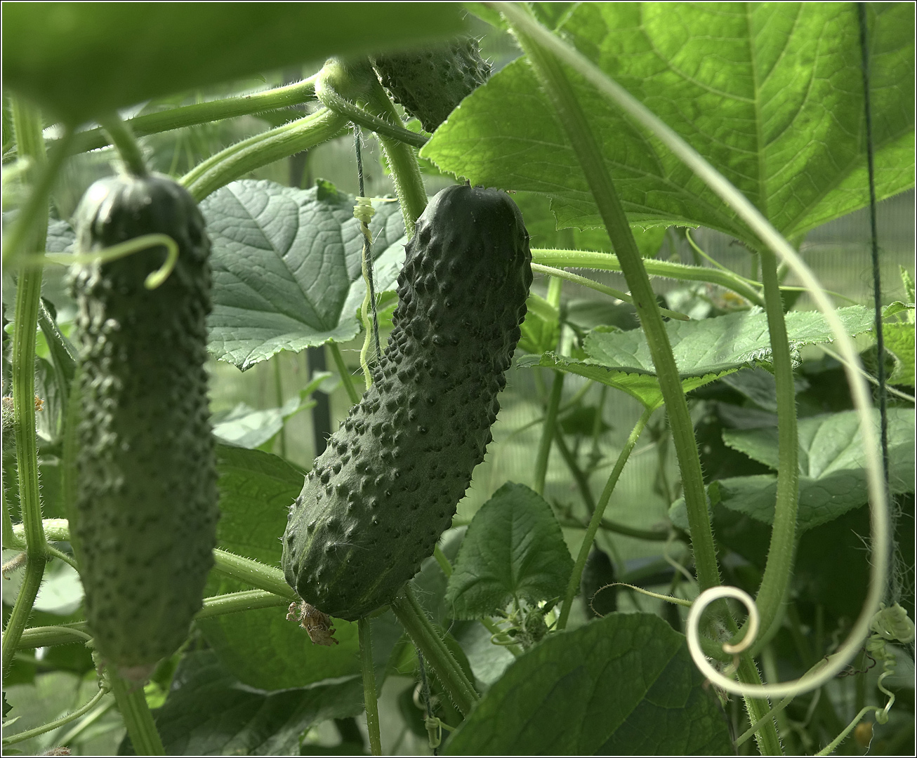 Изображение особи Cucumis sativus.