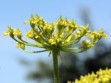 Heracleum sibiricum. Зонтик - часть общего соцветия. Санкт-Петербург, Дудергофские высоты, разнотравный луг. 03.07.2010.