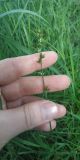 genus Carex