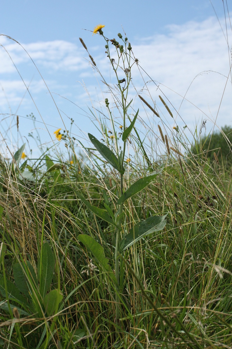 Изображение особи Sonchus arvensis ssp. uliginosus.