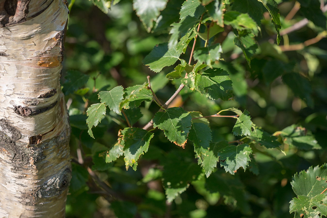 Изображение особи Betula pendula.