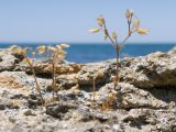 Cerastium brachypetalum subspecies tauricum. Плодоносящие растения. Крым, Керченский п-ов, Ленинский р-н, окр с. Осовины, мыс Хрони, пляж, в трещинах прибрежной известняковой скалы. 28.05.2021.