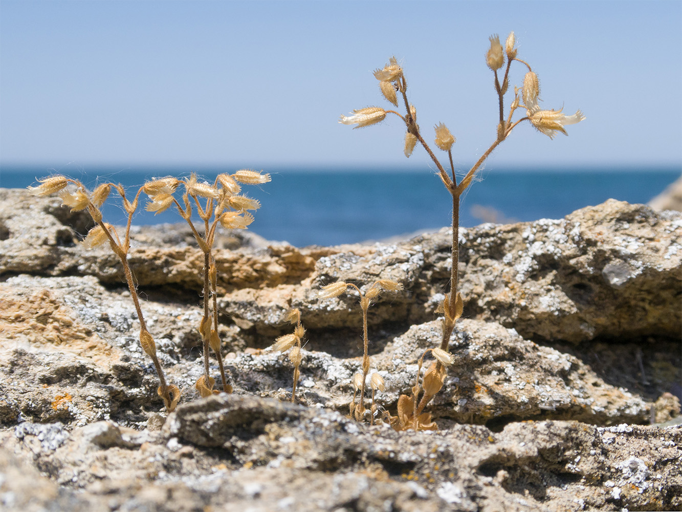 Изображение особи Cerastium brachypetalum ssp. tauricum.