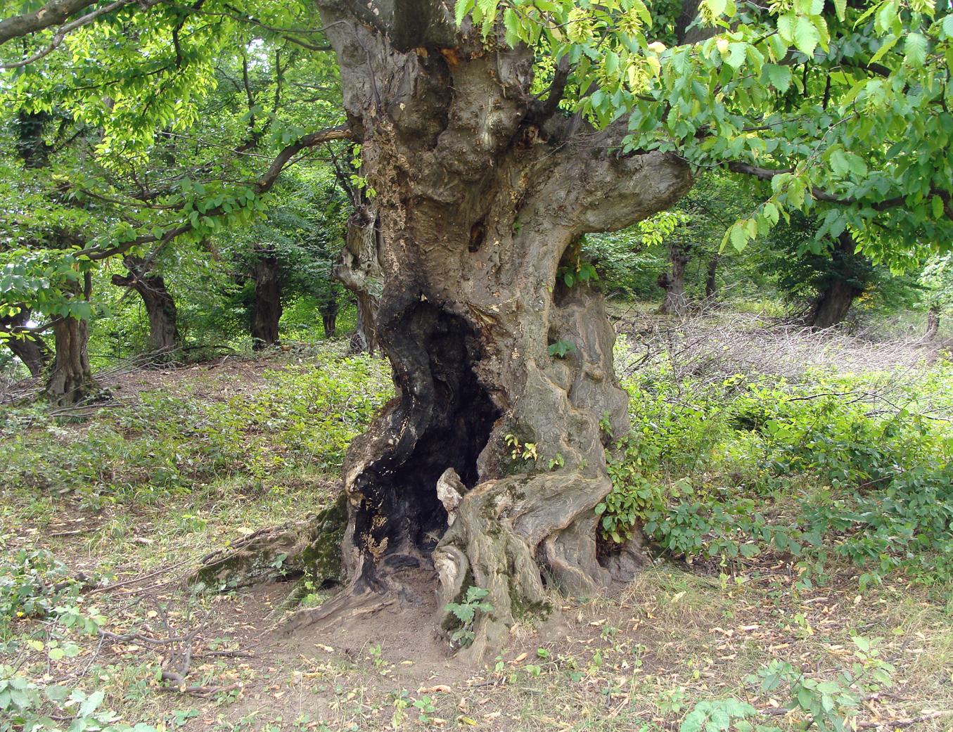 Изображение особи Carpinus betulus.