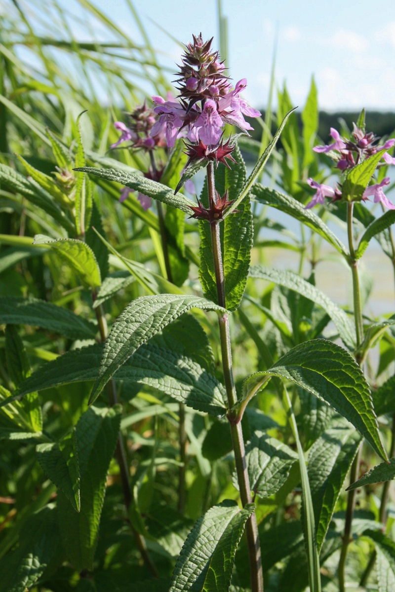 Image of Stachys palustris specimen.