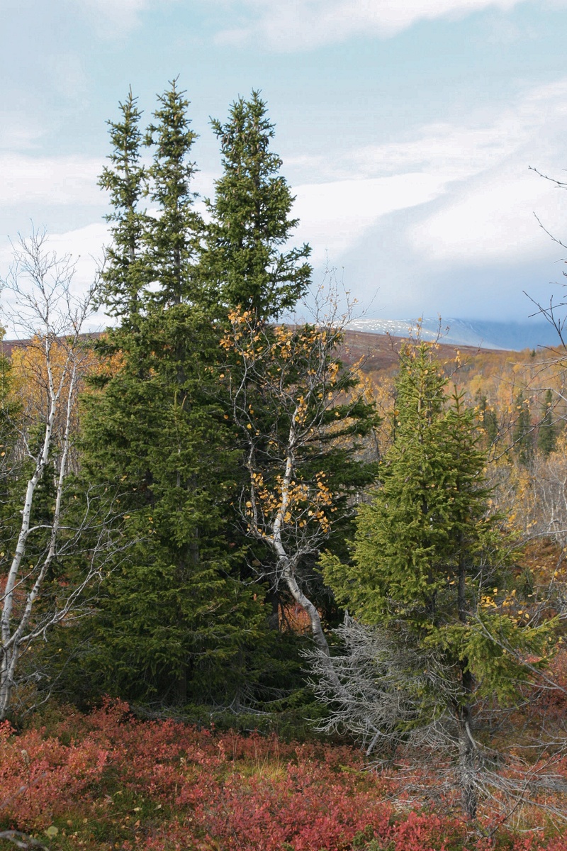 Image of Picea obovata specimen.