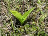 Smilacina trifolia. Растение с развивающимся соцветием. Иркутская обл., Слюдянский р-н, окр. мыса Шаманский, сфагновое болото. 09.06.2021.