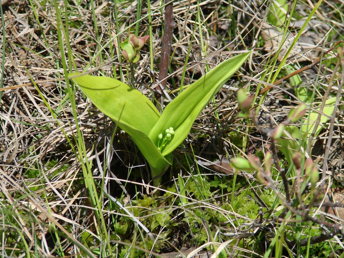 Изображение особи Smilacina trifolia.