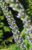 Veronica longifolia. Расцветающее соцветие. Москва, Якиманка, парк Горького, партер, в культуре. 29.08.2020.