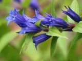 Gentiana schistocalyx. Верхушка соцветия. Республика Коми, г. Сыктывкар, ул. Ботанический сад, Ботсад СГУ. 14.09.2019.