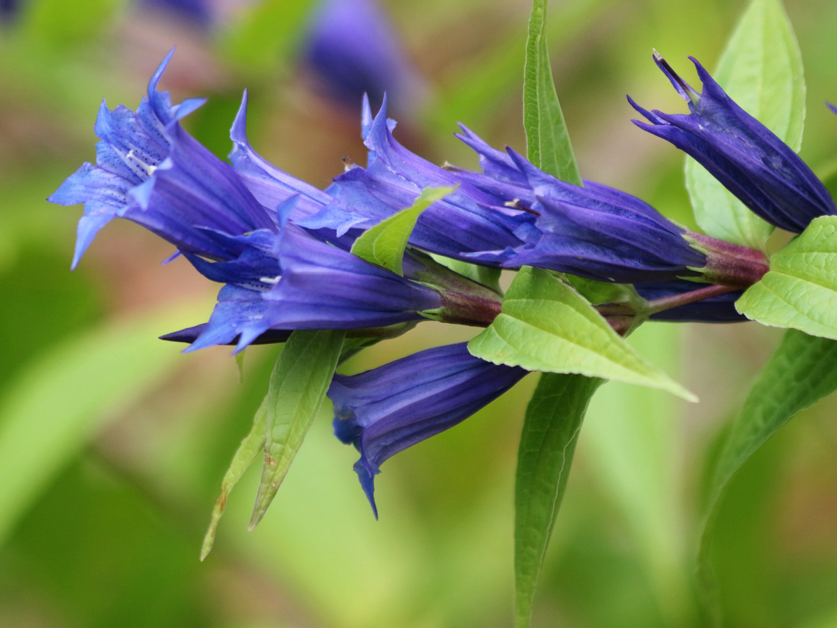 Image of Gentiana schistocalyx specimen.