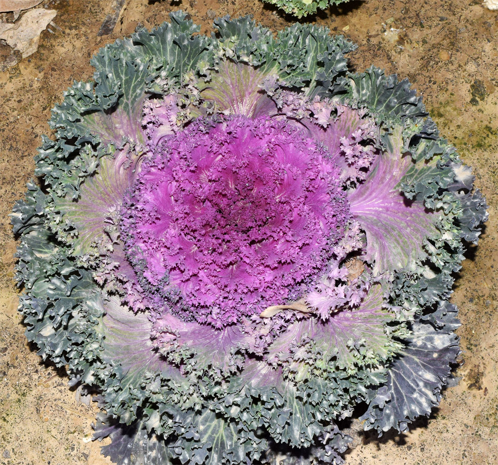 Image of Brassica oleracea var. viridis specimen.