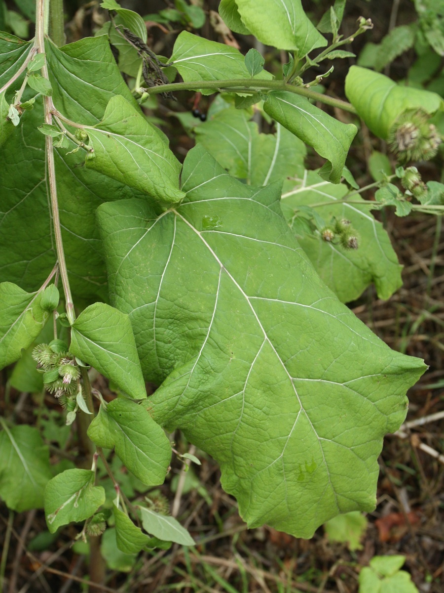 Изображение особи Arctium minus.