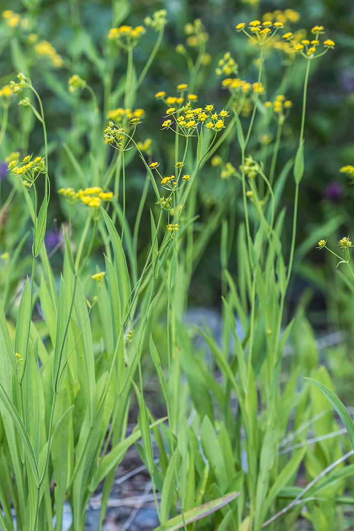 Изображение особи Bupleurum polyphyllum.