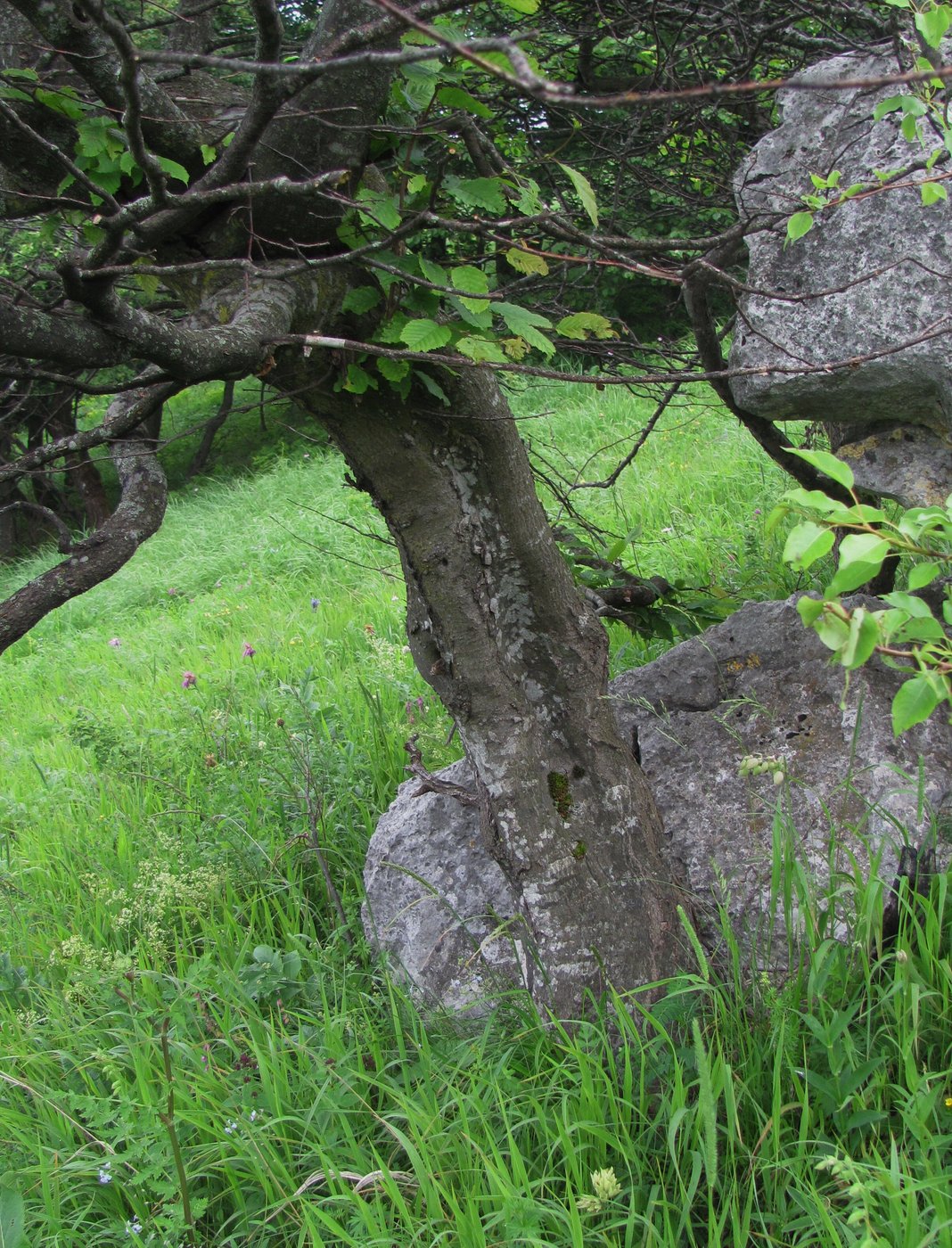 Изображение особи Carpinus betulus.