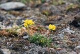 genus Draba. Цветущее растение. Таймыр, дол. р. Мамонт, каменистая тундра. 4 августа 2013 г.
