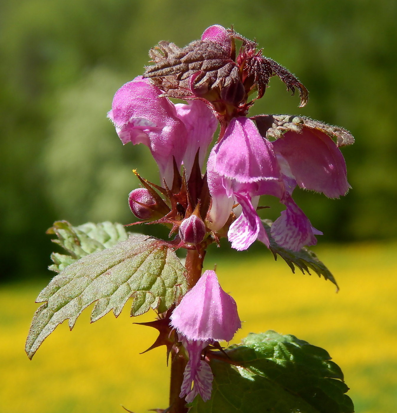 Image of Lamium maculatum specimen.