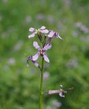 Chorispora tenella