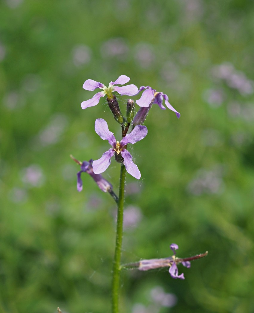 Изображение особи Chorispora tenella.